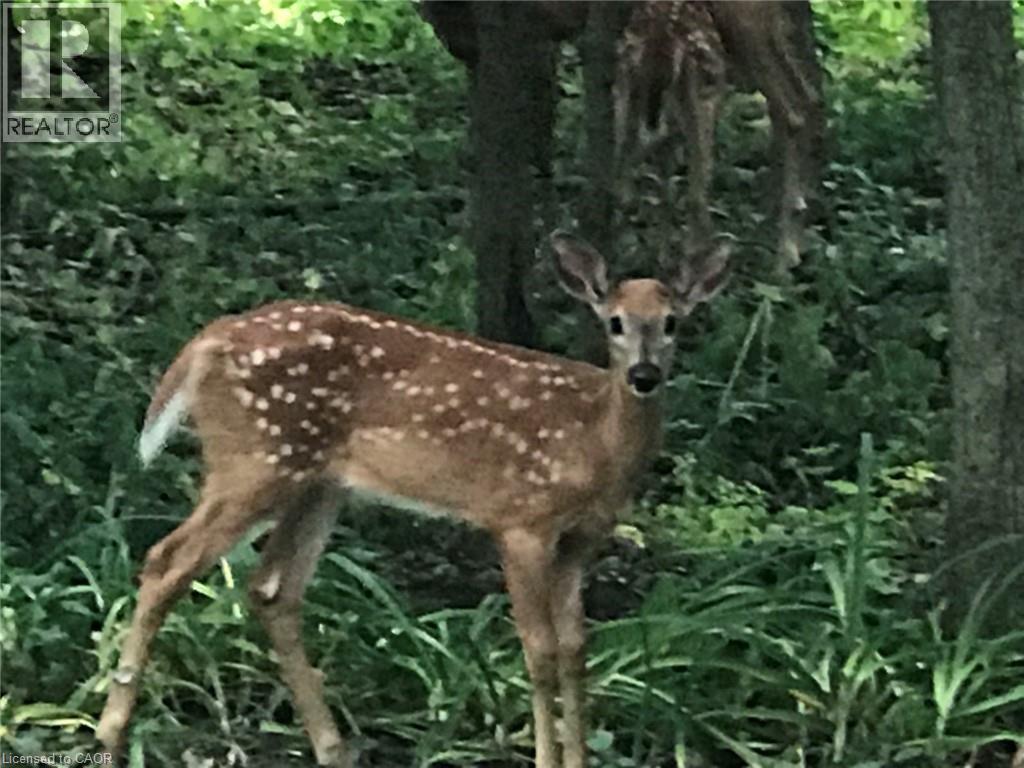 7 Squire Court, Waterloo, Ontario  N2J 4G8 - Photo 37 - 40798492
