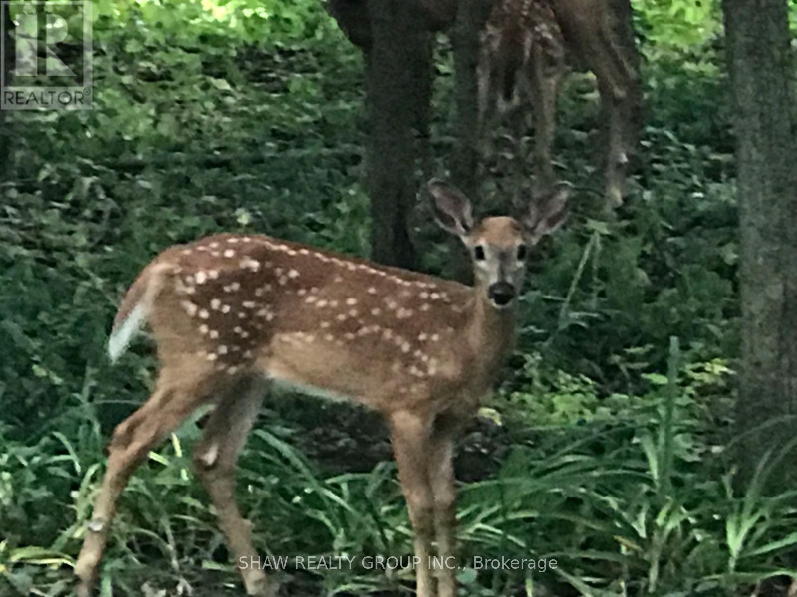 7 Squire Court, Waterloo, Ontario  N2J 4G8 - Photo 50 - X12711540