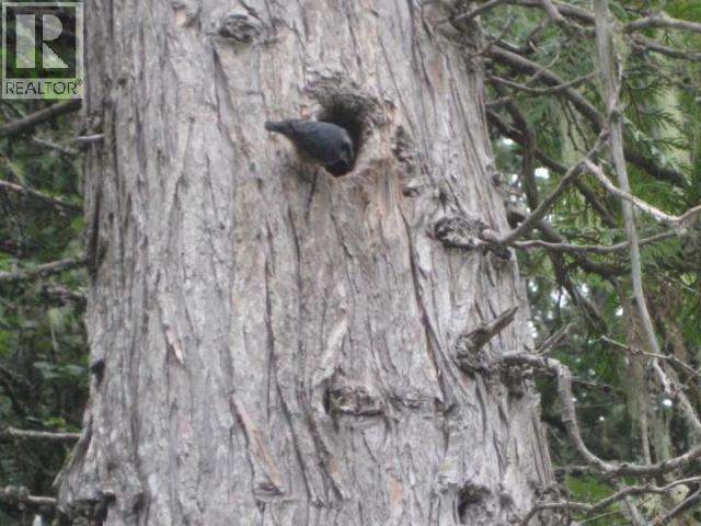 Specialty Clearwater Valley Road, Wells Gray, British Columbia  V0E 1N1 - Photo 19 - 10373204