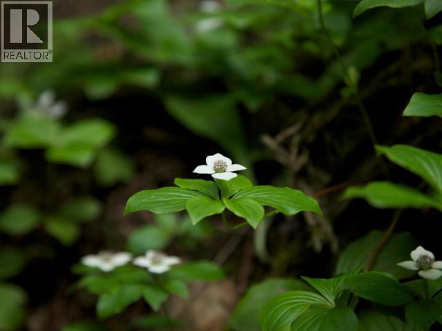 Specialty Clearwater Valley Road, Wells Gray, British Columbia  V0E 1N1 - Photo 30 - 10373204