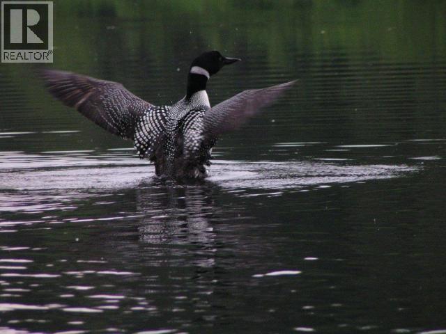 Specialty Clearwater Valley Road, Wells Gray, British Columbia  V0E 1N1 - Photo 52 - 10373204