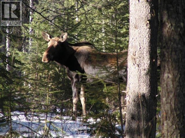 Specialty Clearwater Valley Road, Wells Gray, British Columbia  V0E 1N1 - Photo 54 - 10373204