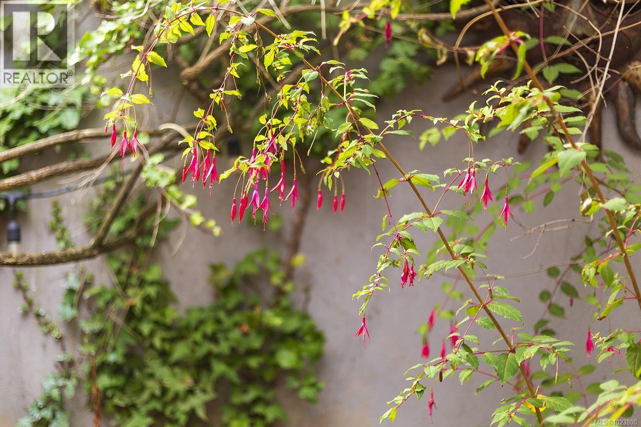 213 Mary St, Victoria, British Columbia  V9A 3V8 - Photo 6 - 1023800