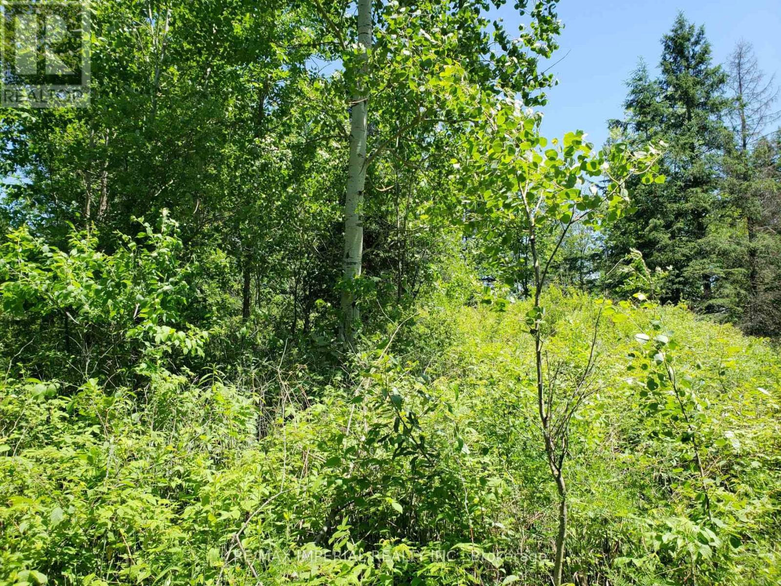 15572 Highway 17, Whitewater Region, Ontario  K0J 1Y0 - Photo 4 - X12716938