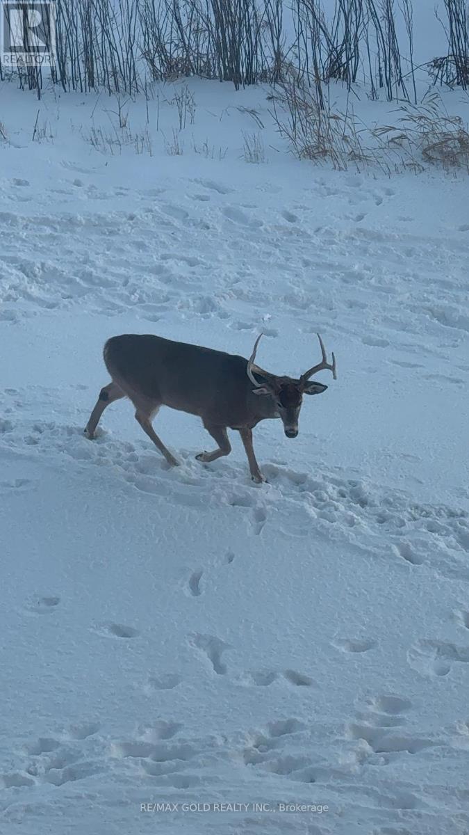 202 - 65 Yorkland Boulevard, Brampton, Ontario  L4C 9Z4 - Photo 2 - W12718978