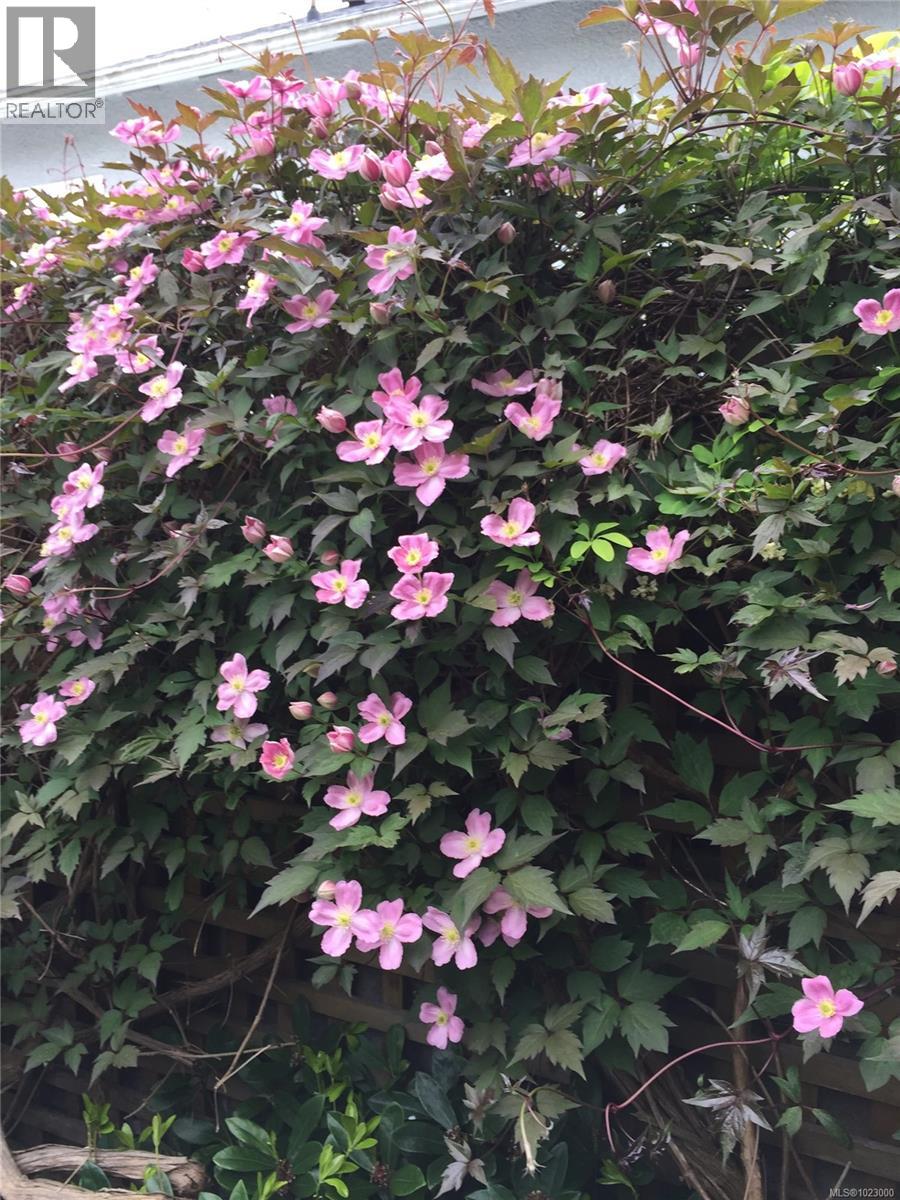 295 St. Charles St, Victoria, British Columbia  V8S 3M9 - Photo 46 - 1023000