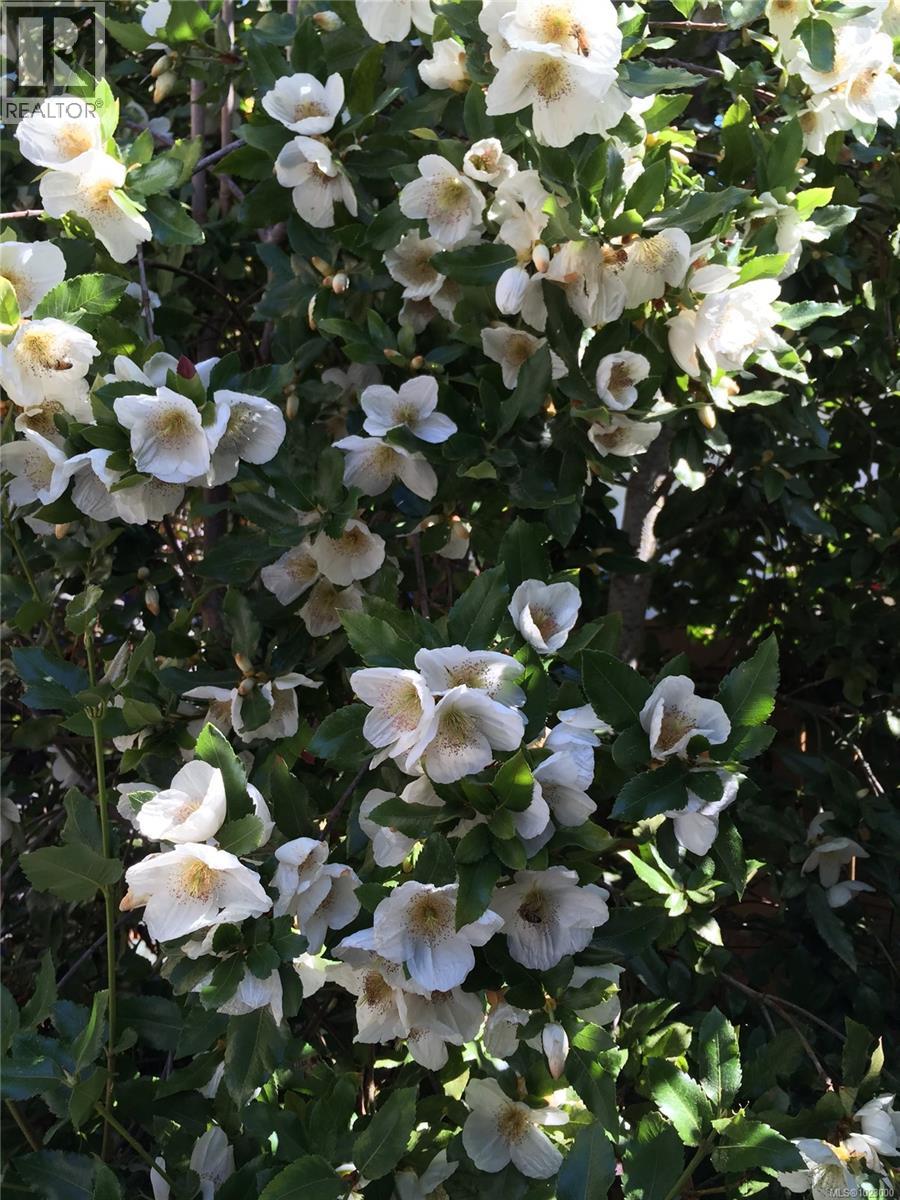 295 St. Charles St, Victoria, British Columbia  V8S 3M9 - Photo 48 - 1023000