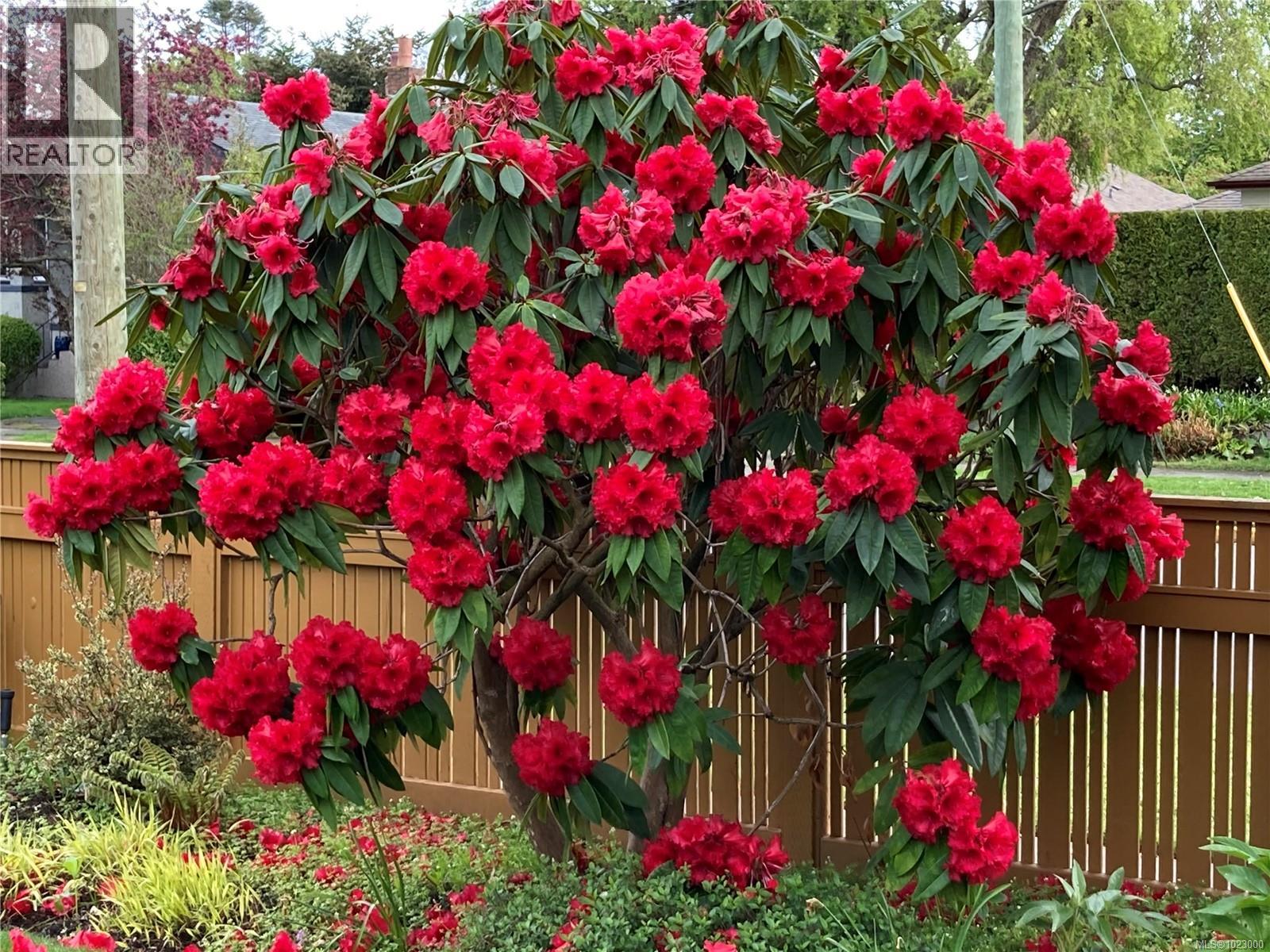 295 St. Charles St, Victoria, British Columbia  V8S 3M9 - Photo 43 - 1023000