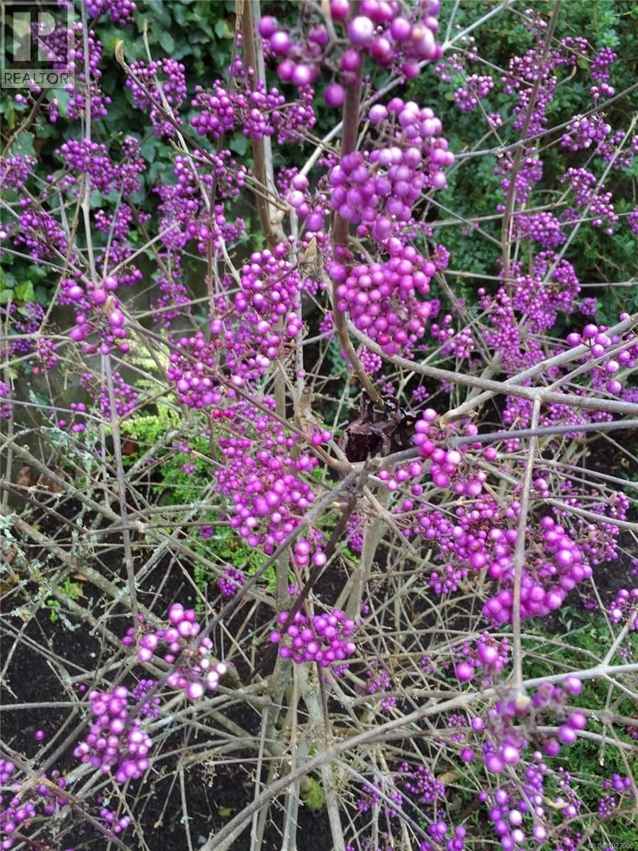 295 St. Charles St, Victoria, British Columbia  V8S 3M9 - Photo 45 - 1023000