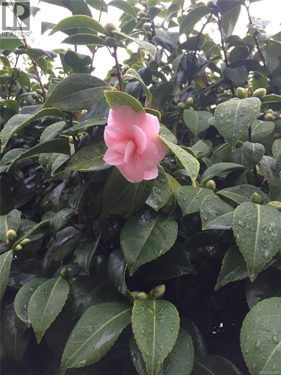 295 St. Charles St, Victoria, British Columbia  V8S 3M9 - Photo 40 - 1023000