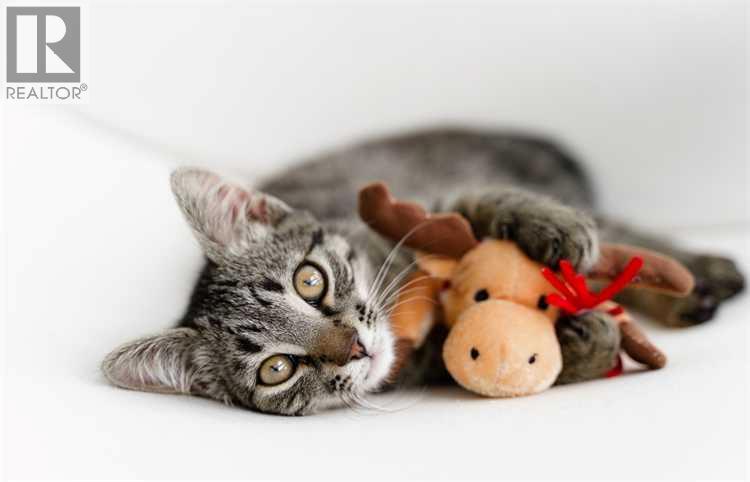 123 Airdrie Pet Store Way, Airdrie, Alberta  T4B 0V7 - Photo 3 - A2241878