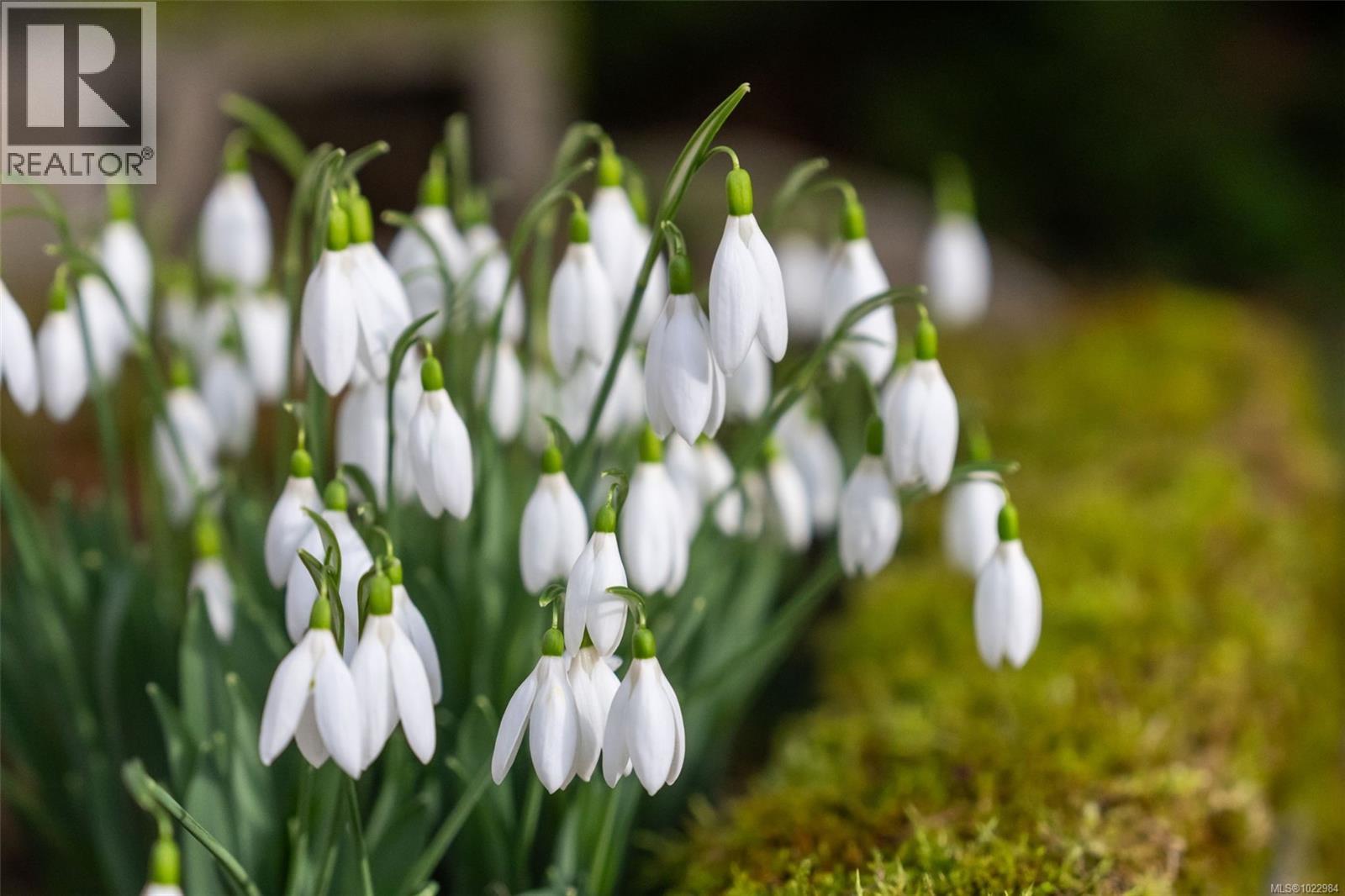 812 Del Monte Lane, Saanich, British Columbia  V8Y 3H2 - Photo 48 - 1022984