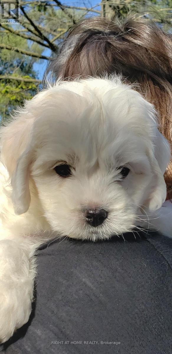 502 - 2 Royal York Road, Toronto, Ontario  M8V 2S6 - Photo 20 - W12724356