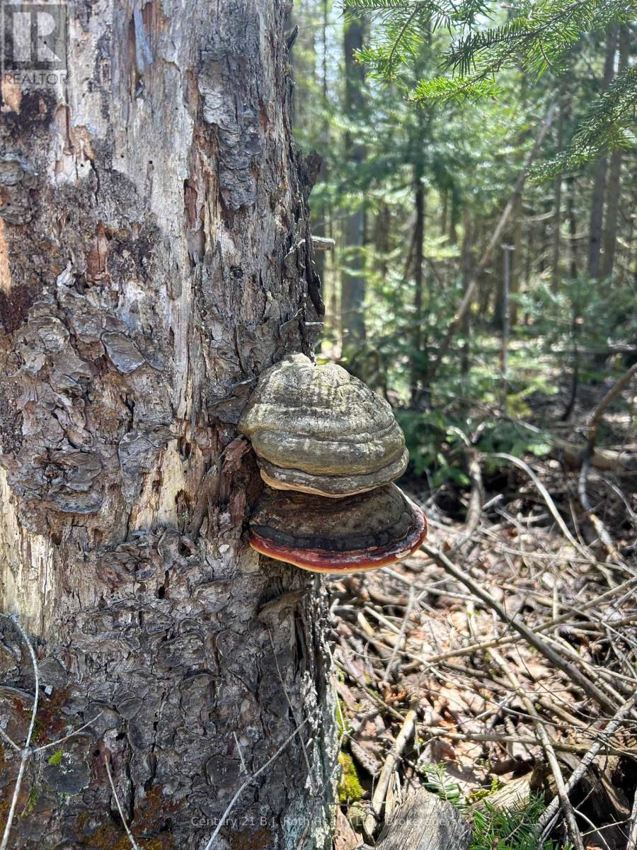 155 Bradley Drive, Northern Bruce Peninsula, Ontario N0H 1Z0 - Photo 3 - X12724662