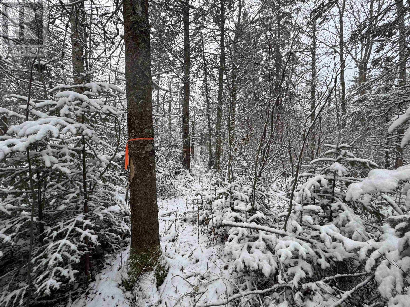 Lot 4 Outram Road, Outram, Nova Scotia  B0S 1P0 - Photo 11 - 202601417