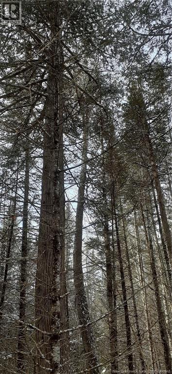 Vacant Lot Timberland, Dumfries, New Brunswick  E6G 2P9 - Photo 27 - NB132012