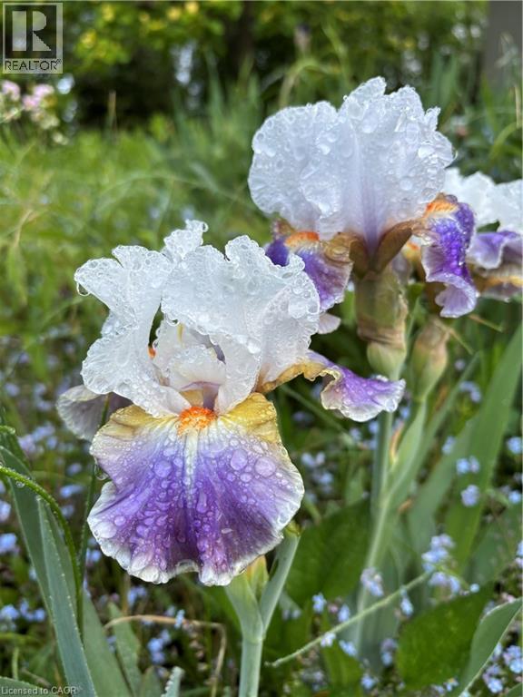 139 Campbell Avenue W, Campbellville, Ontario  L0P 1B0 - Photo 40 - 40793603