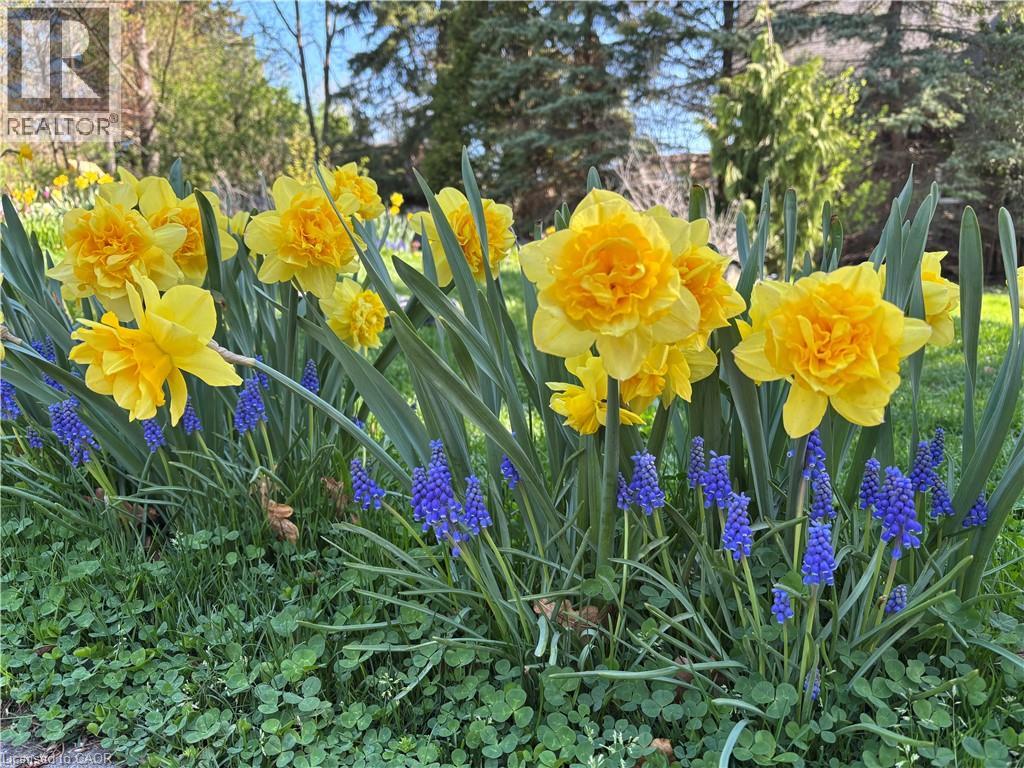 139 Campbell Avenue W, Campbellville, Ontario  L0P 1B0 - Photo 32 - 40793603