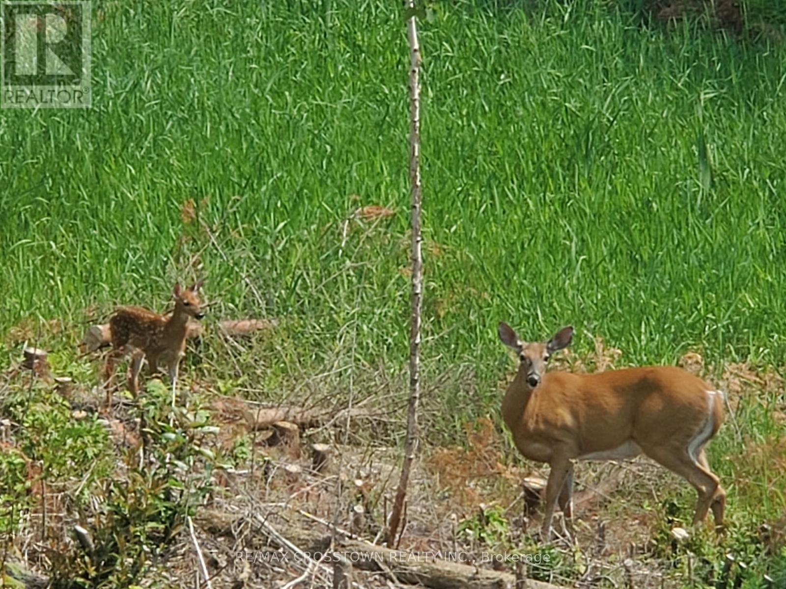530 South Horn Lake Road, Armour, Ontario  P0A 1C0 - Photo 25 - X12728062
