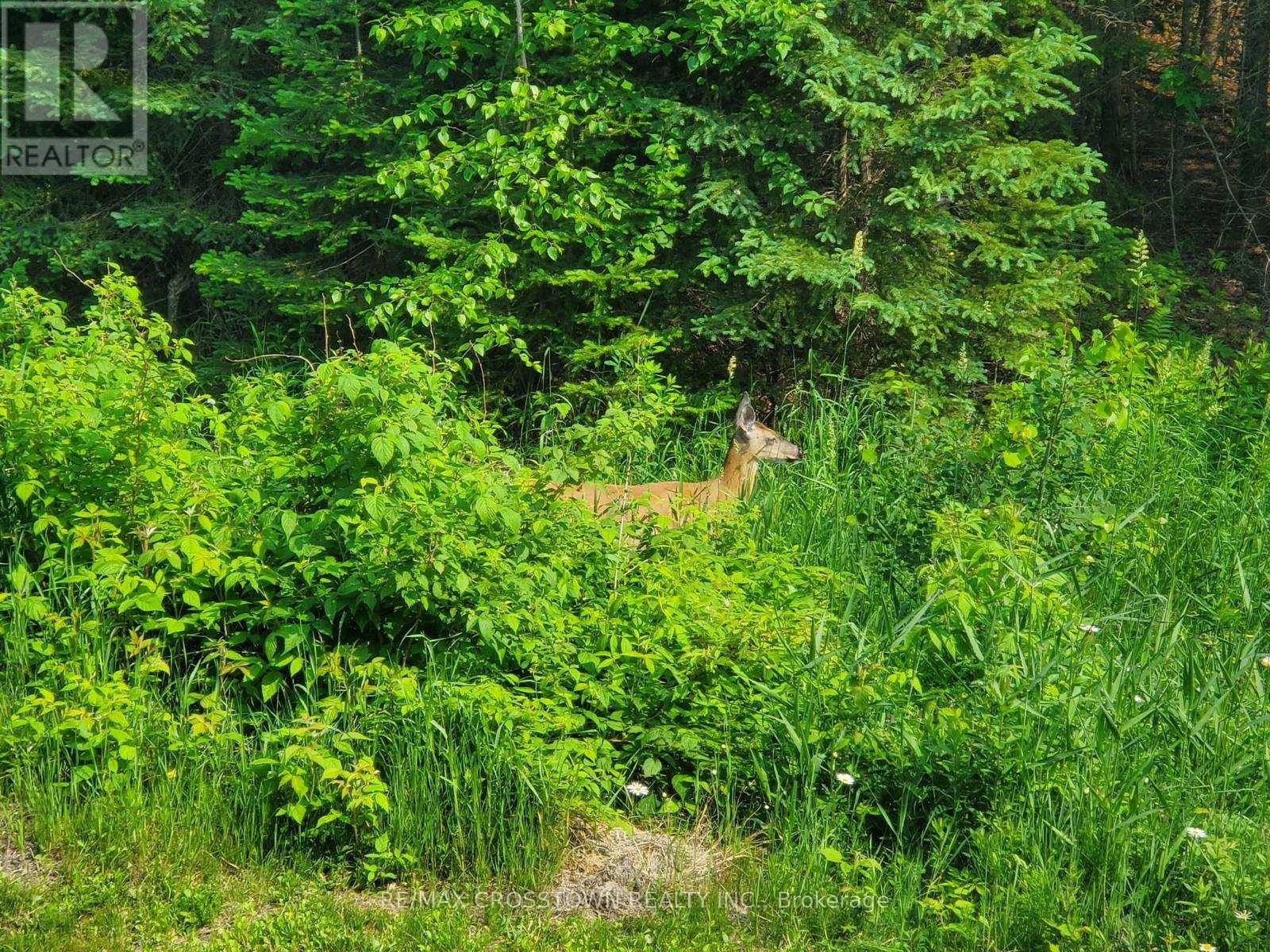 530 South Horn Lake Road, Armour, Ontario  P0A 1C0 - Photo 26 - X12728062