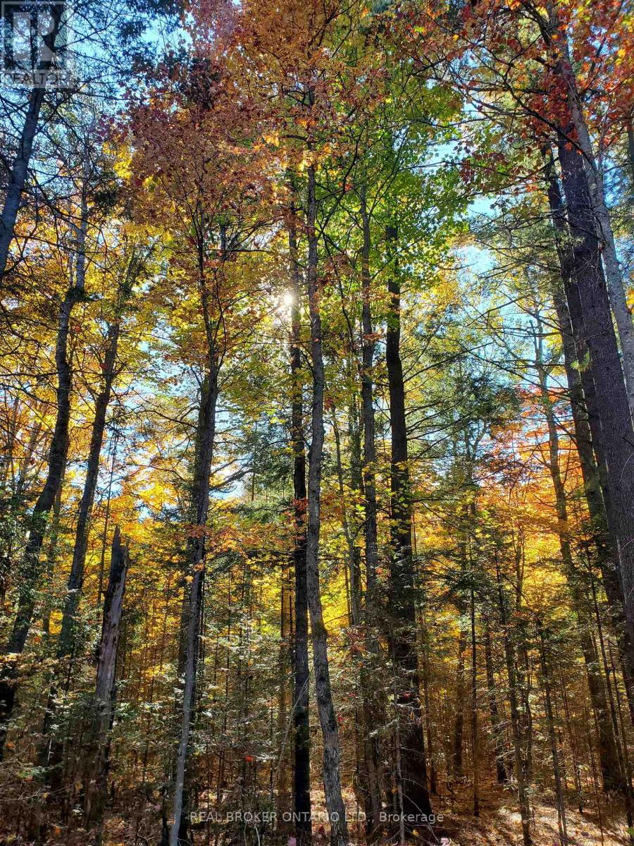 0 Bear Cave Road, Muskoka Lakes, Ontario  P0C 1J0 - Photo 9 - X12589582
