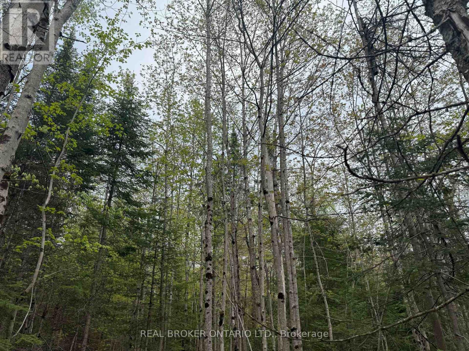 0 Bear Cave Road, Muskoka Lakes, Ontario  P0C 1J0 - Photo 8 - X12589582