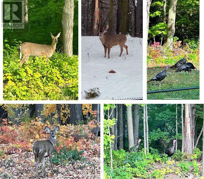 150 Cannes Avenue, Vaughan, Ontario  L4H 5A8 - Photo 50 - N12729118