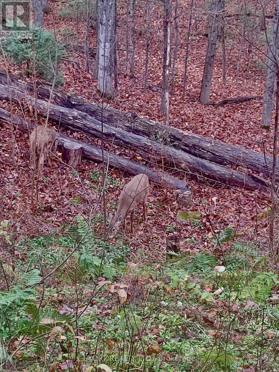 41 Maple Street, Bancroft, Ontario  K0L 1C0 - Photo 48 - X12728006
