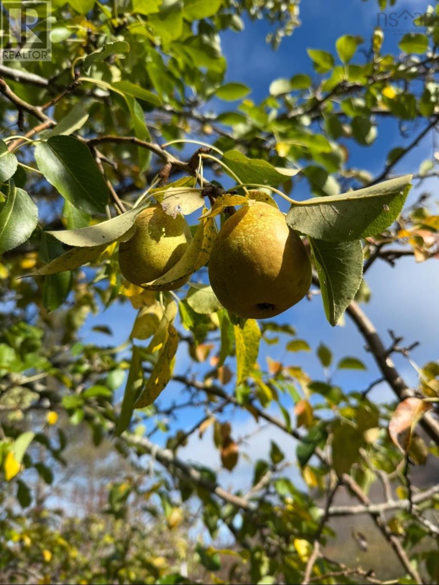 Rear Boisdale, Boisdale, Nova Scotia  B2A 4B3 - Photo 6 - 202601514