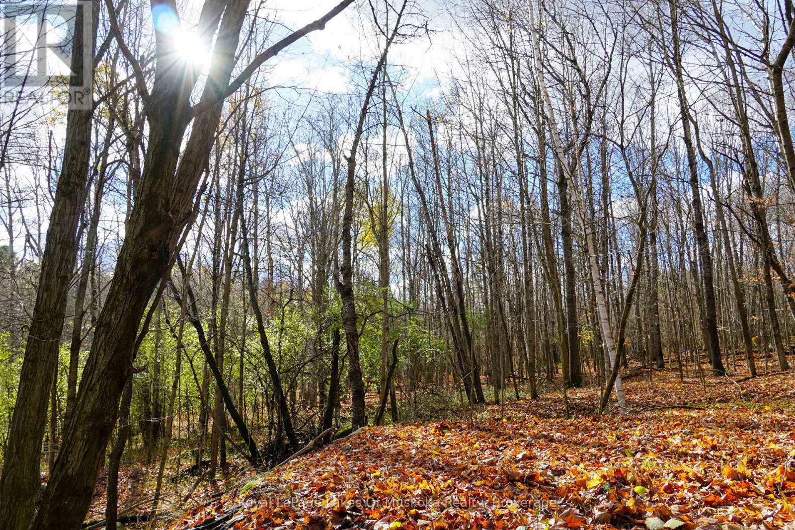 8 Rice Lane, Huntsville, Ontario  P1H 1V4 - Photo 1 - X12523984