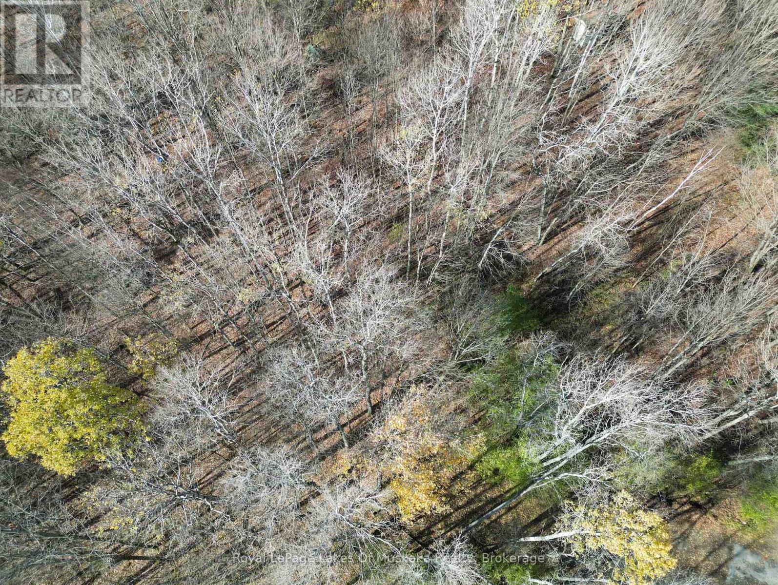 8 Rice Lane, Huntsville, Ontario  P1H 1V4 - Photo 6 - X12523984