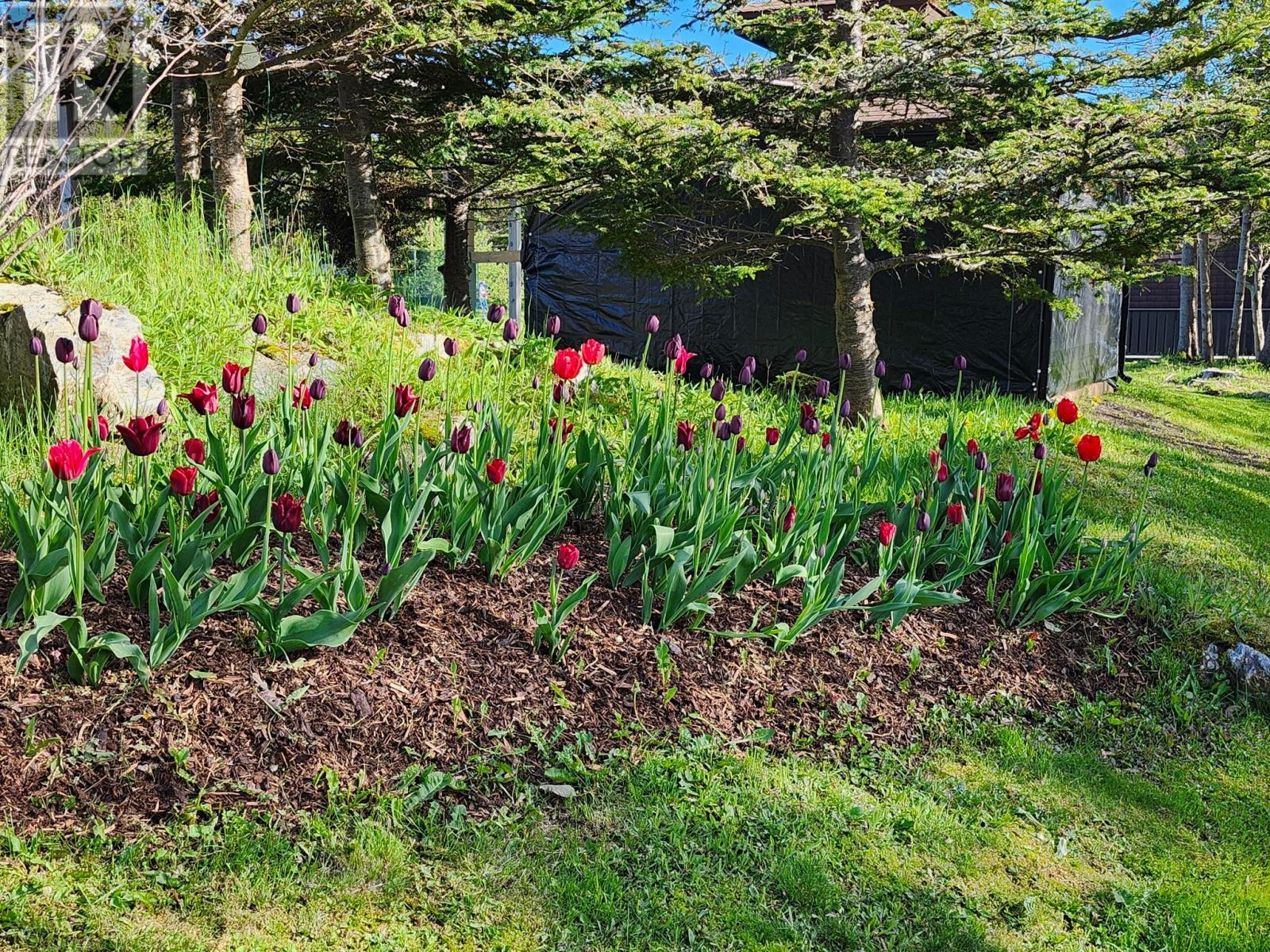 83 Main Road, South Dildo, Newfoundland & Labrador  A0B 1R0 - Photo 13 - 1294138