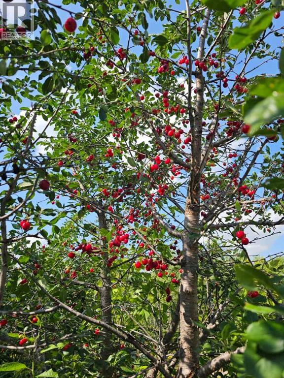 1934 8 Avenue, Wainwright, Alberta  T9W 1H6 - Photo 47 - A2281461