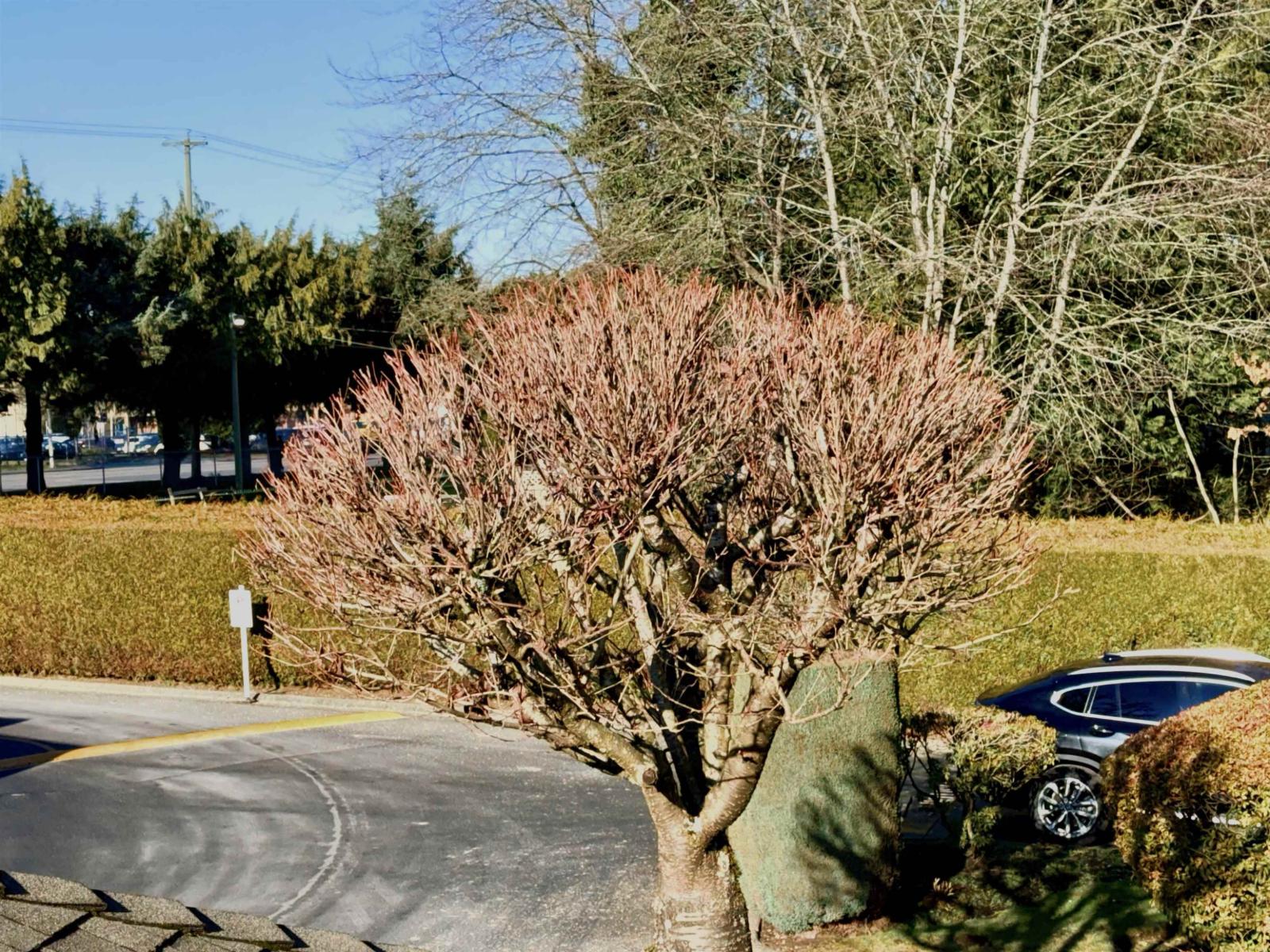 212 9310 King George Highway, Surrey, British Columbia  V3V 5W3 - Photo 26 - R3082776