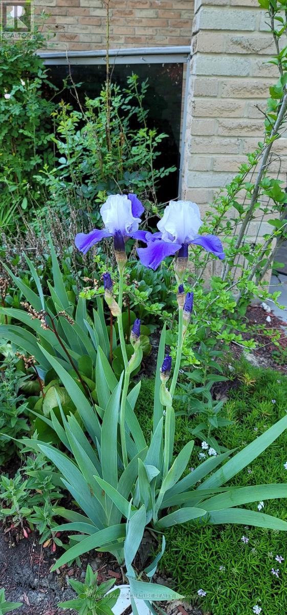 Lower - 48 Lawndale Crescent, Brampton, Ontario  L6S 3L4 - Photo 18 - W12737440