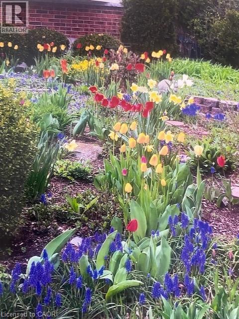 32 Brookview Court, Kitchener, Ontario N2A 2Y6 - Photo 44 - 40799930