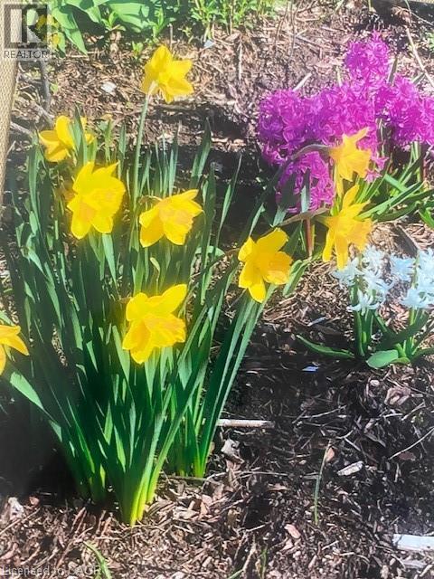 32 Brookview Court, Kitchener, Ontario N2A 2Y6 - Photo 45 - 40799930