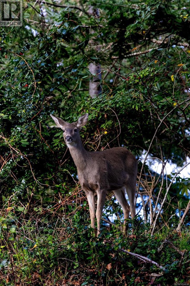 3175 Beach Dr, Oak Bay, British Columbia  V8R 6L7 - Photo 94 - 1024635