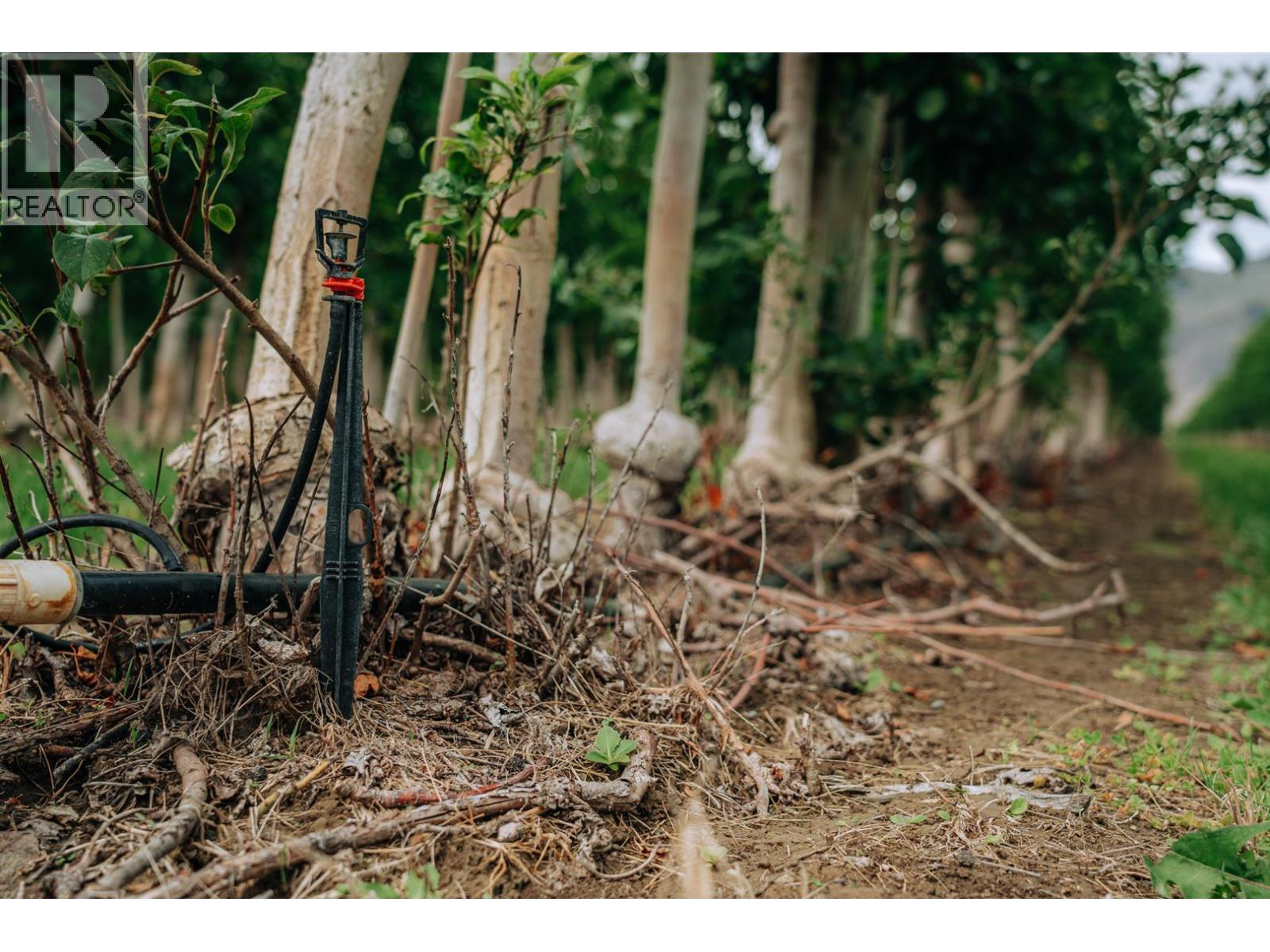 1731 Barcelo Road, Cawston, British Columbia  V0X 1C2 - Photo 19 - 10374345