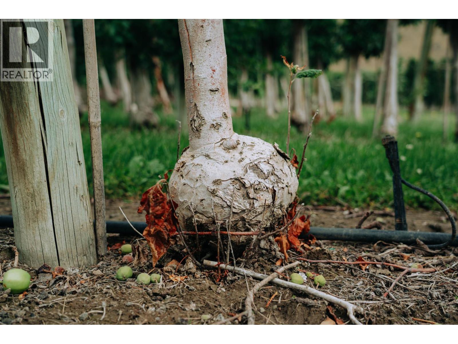 1731 Barcelo Road, Cawston, British Columbia  V0X 1C2 - Photo 31 - 10374345