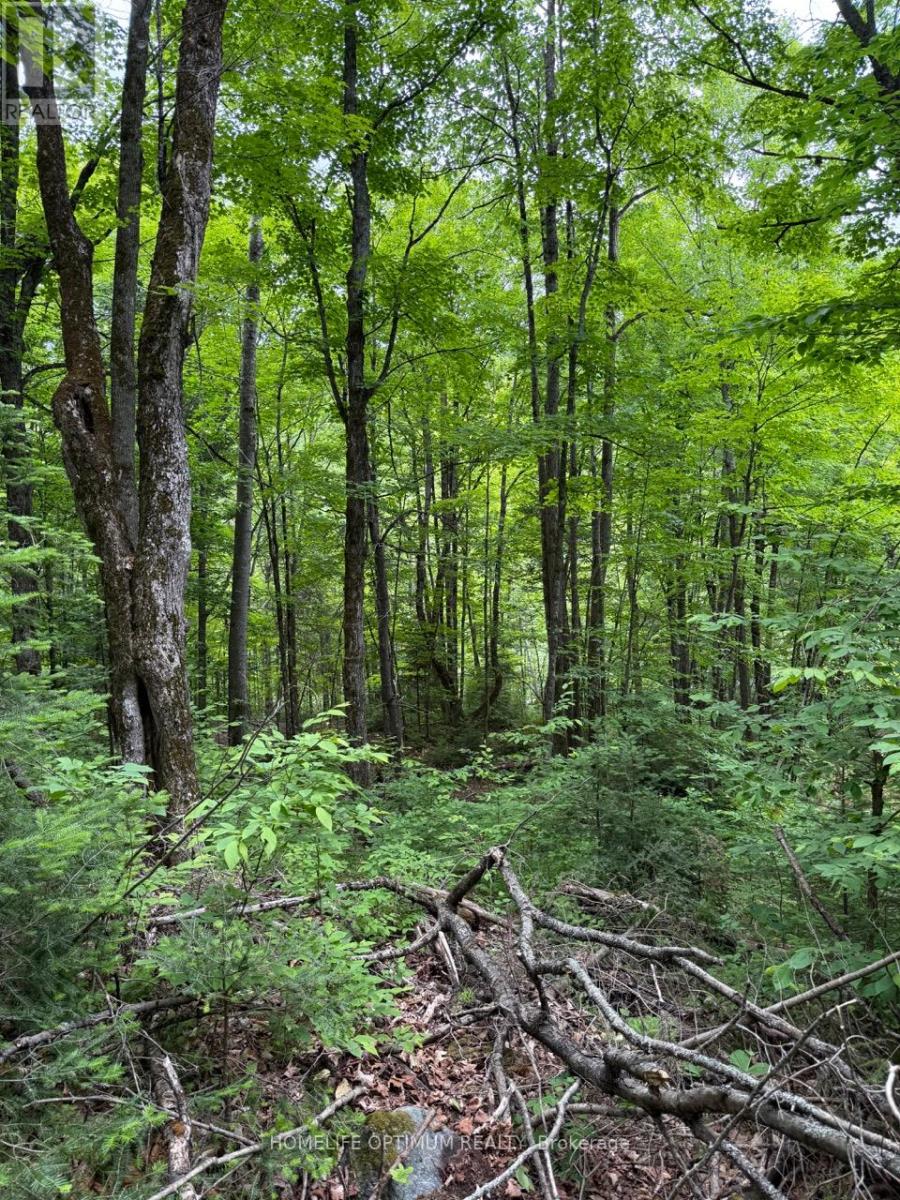 Lt 21 Con 10 N/a, Frontenac, Ontario  K0H 2R0 - Photo 3 - X12741976