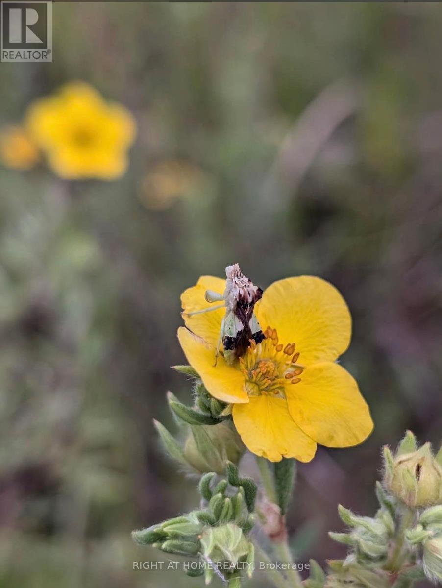 3 Oriole Avenue, South Bruce Peninsula, Ontario  N0H 2T0 - Photo 18 - X12742132