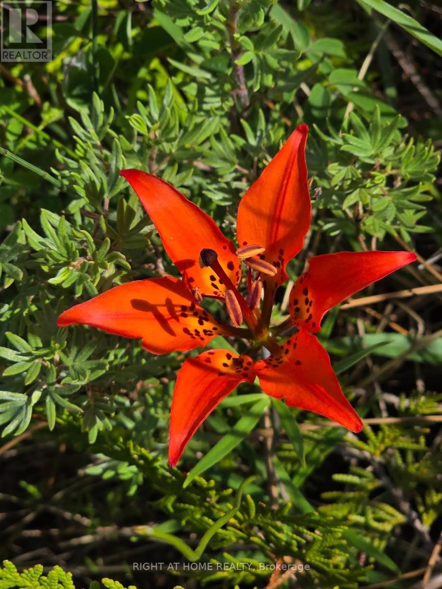 3 Oriole Avenue, South Bruce Peninsula, Ontario  N0H 2T0 - Photo 21 - X12742132