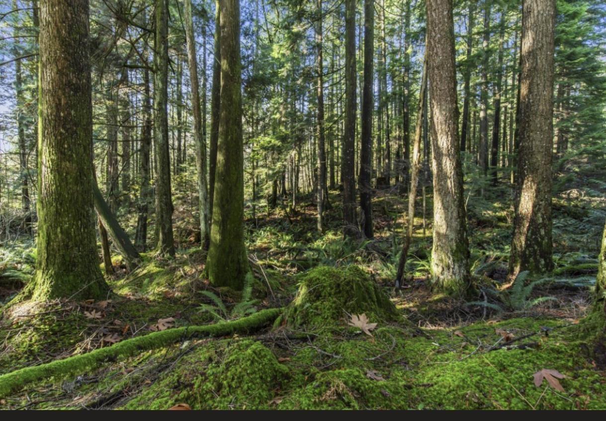 30317 Berg Avenue, Mission, British Columbia  V4S 1C8 - Photo 6 - R3084764