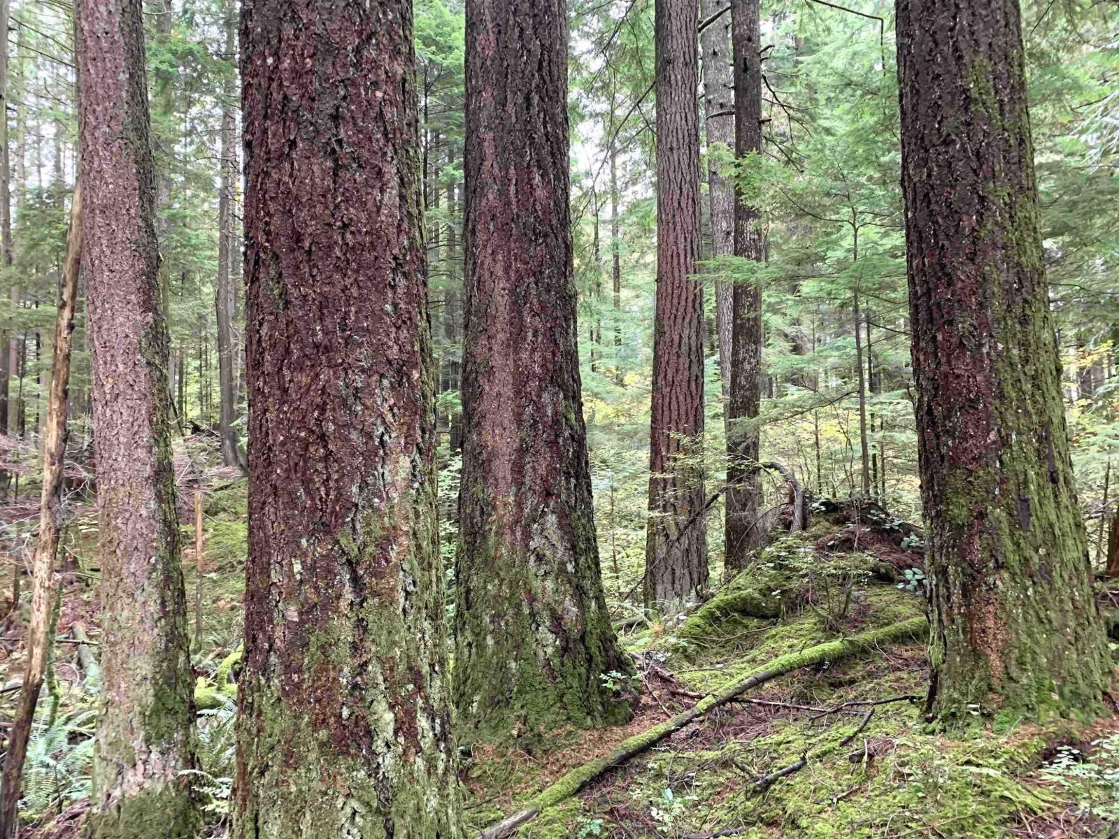 30317 Berg Avenue, Mission, British Columbia  V4S 1C8 - Photo 37 - R3084764