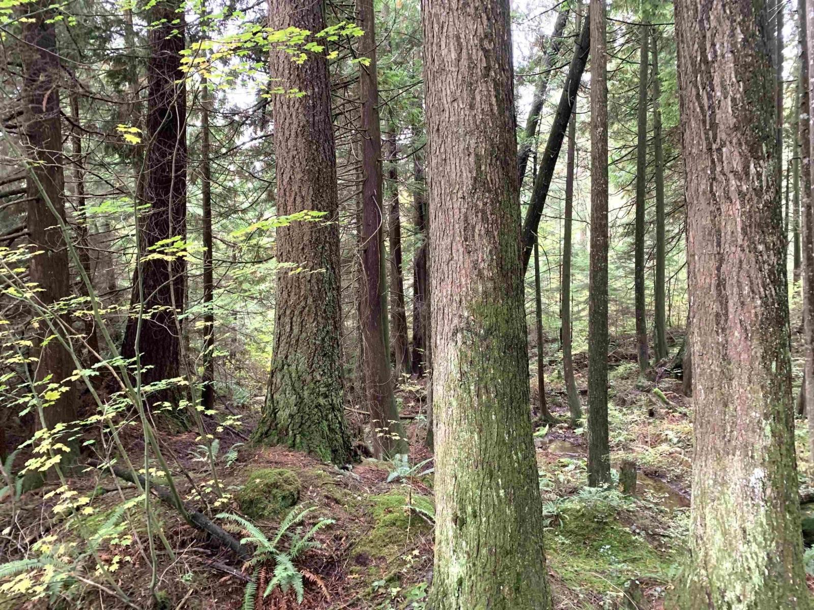 30317 Berg Avenue, Mission, British Columbia  V4S 1C8 - Photo 38 - R3084764