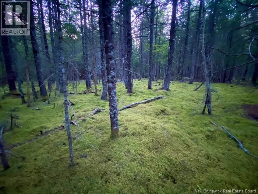 929 Route 774, Welshpool, New Brunswick  E5E 1B1 - Photo 4 - NB132931
