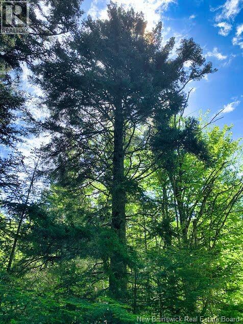 929 Route 774, Welshpool, New Brunswick  E5E 1B1 - Photo 5 - NB132931