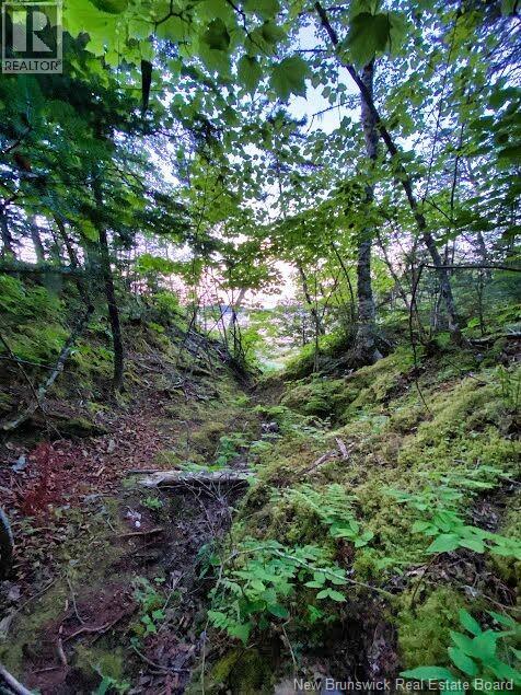 929 Route 774, Welshpool, New Brunswick  E5E 1B1 - Photo 6 - NB132931