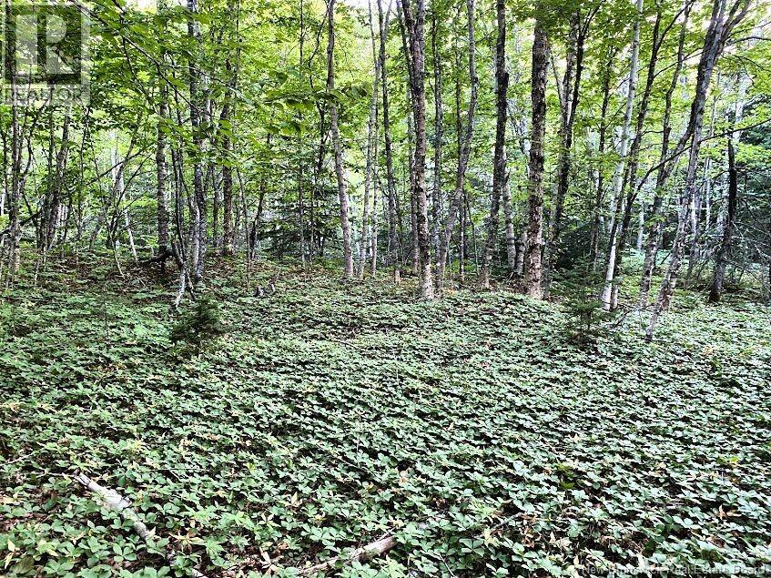 929 Route 774, Welshpool, New Brunswick  E5E 1B1 - Photo 7 - NB132931